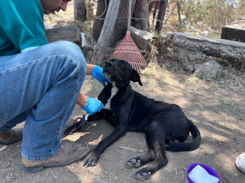 El Salto: buscan a responsable de maltrato animal en Los Sabinos