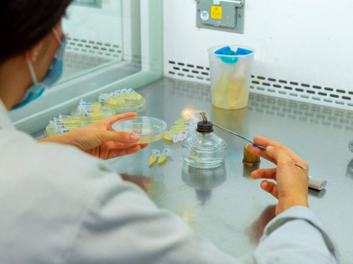 Investigan cómo los microbios sobreviven a la contaminación de Río Santiago