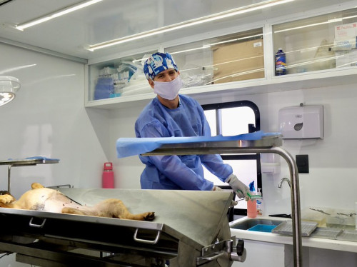 Suma Jalisco 31 años sin rabia humana transmitida por perros