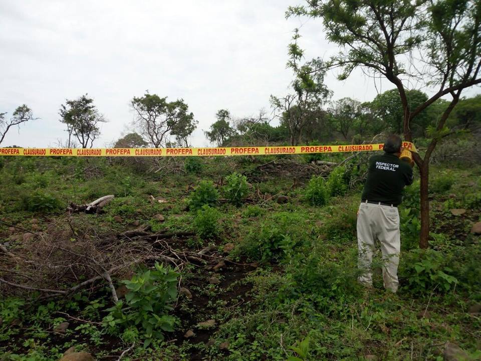 Clausuran predio por derribo y quema de arbolada
