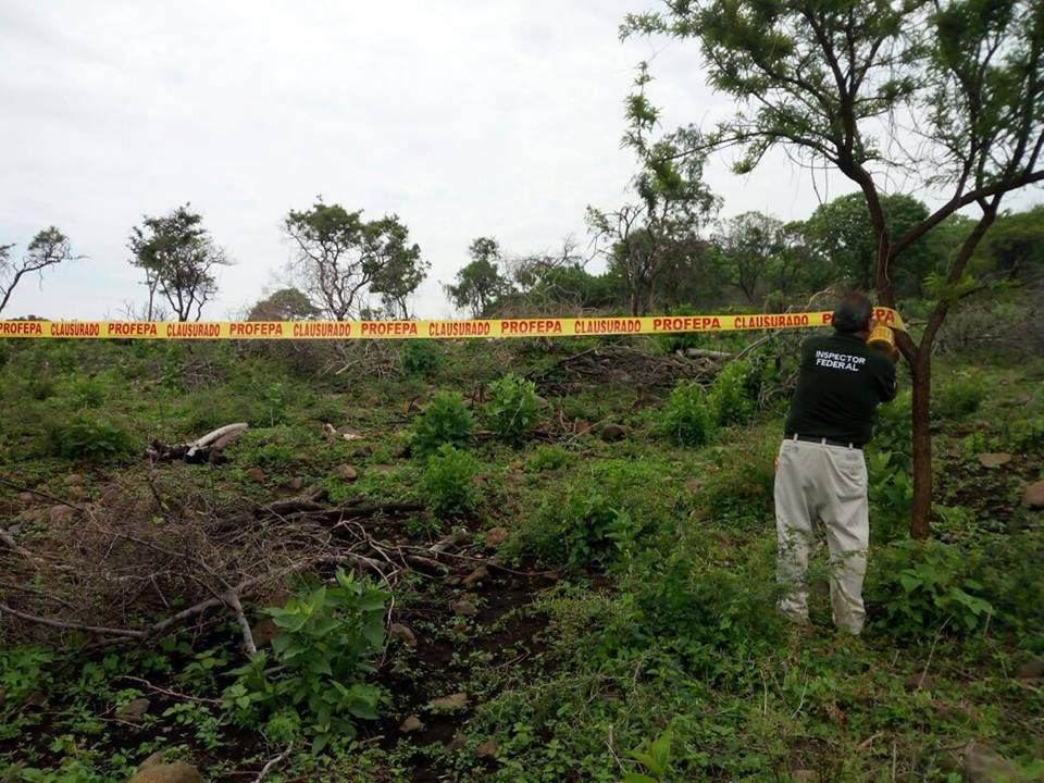 Clausuran predio por derribo y quema de arbolada