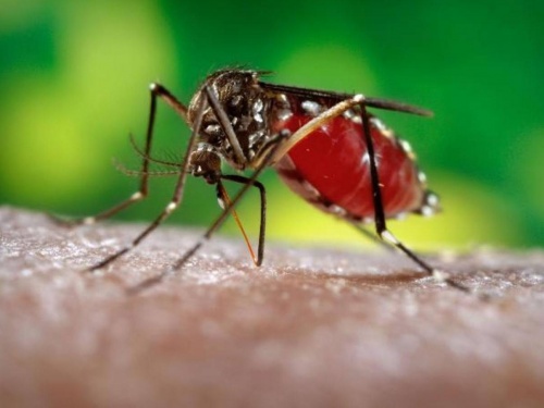 Confirman el primer caso de zika en Jalisco