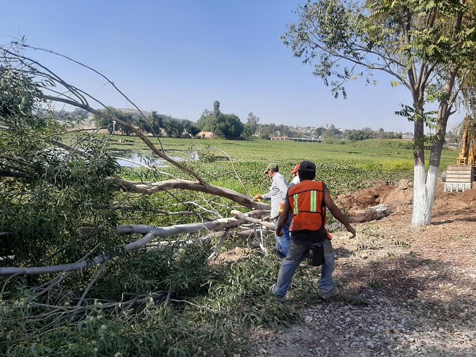 Construyen ciclovia y derriban árboles