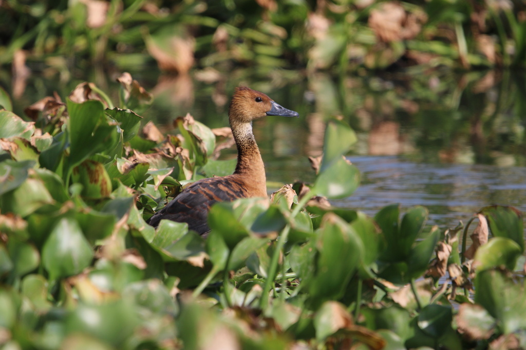 Día Mundial de los Humedales: La vida se abre paso. Un vistazo a la biodiversidad del humedal El Ahogado