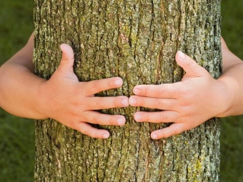 Día Mundial del Árbol