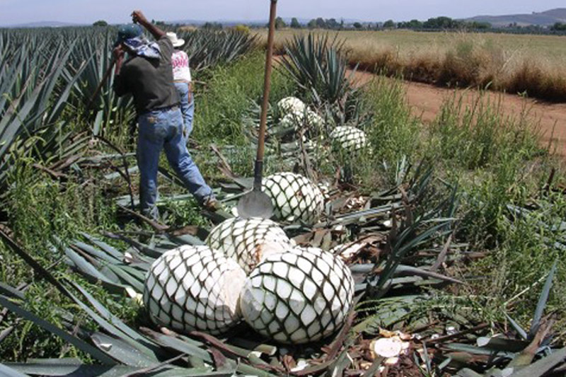 El agave es víctima de la delincuencia