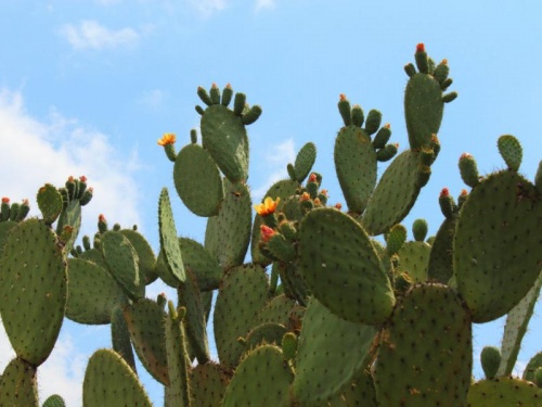 El nopal podría ser utilizado como bloqueador solar