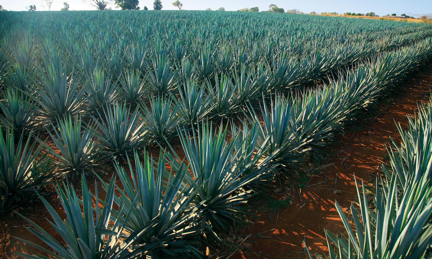 El poderoso agave es multiusos