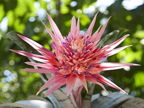 Estudian propiedades de plantas antidiabéticas