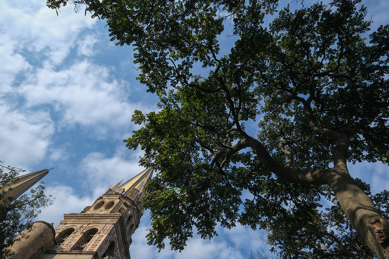 Identifica Imeplan más de 1.3 millones de árboles en zonas urbanas del Área Metropolitana de Guadalajara (AMG)