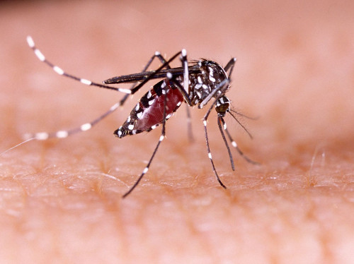 Incremento de contagios de dengue en Jalisco