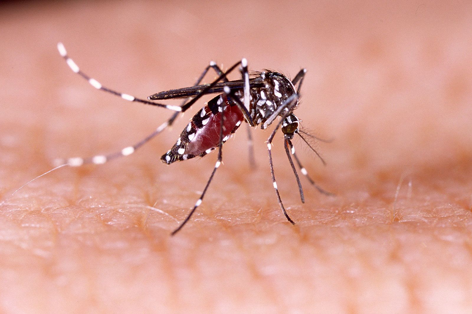 Incremento de contagios de dengue en Jalisco