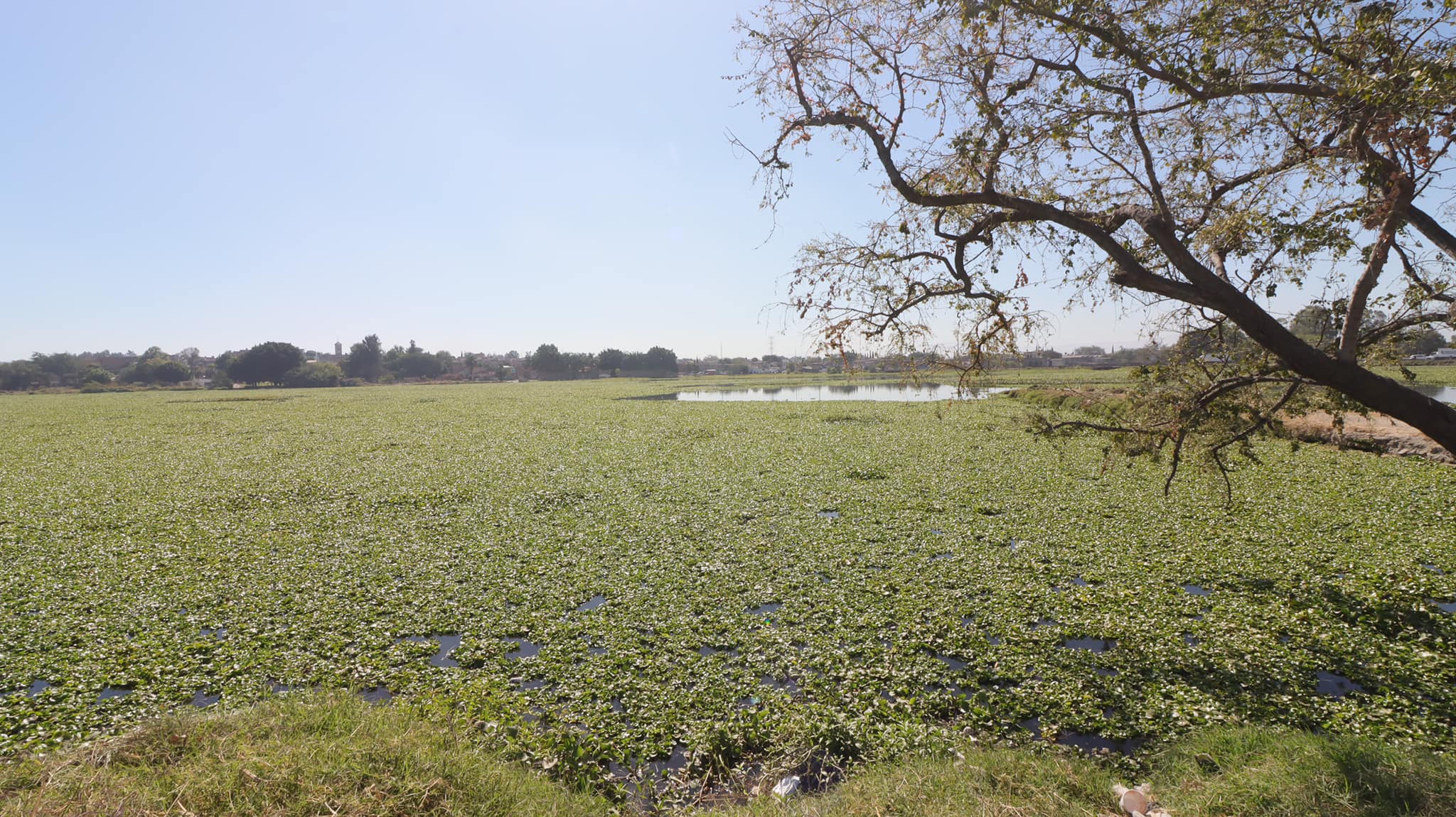 Inician operativo de limpieza en la Presa de las Pintas