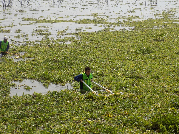 Lirio acuático: de maleza a biocombustible