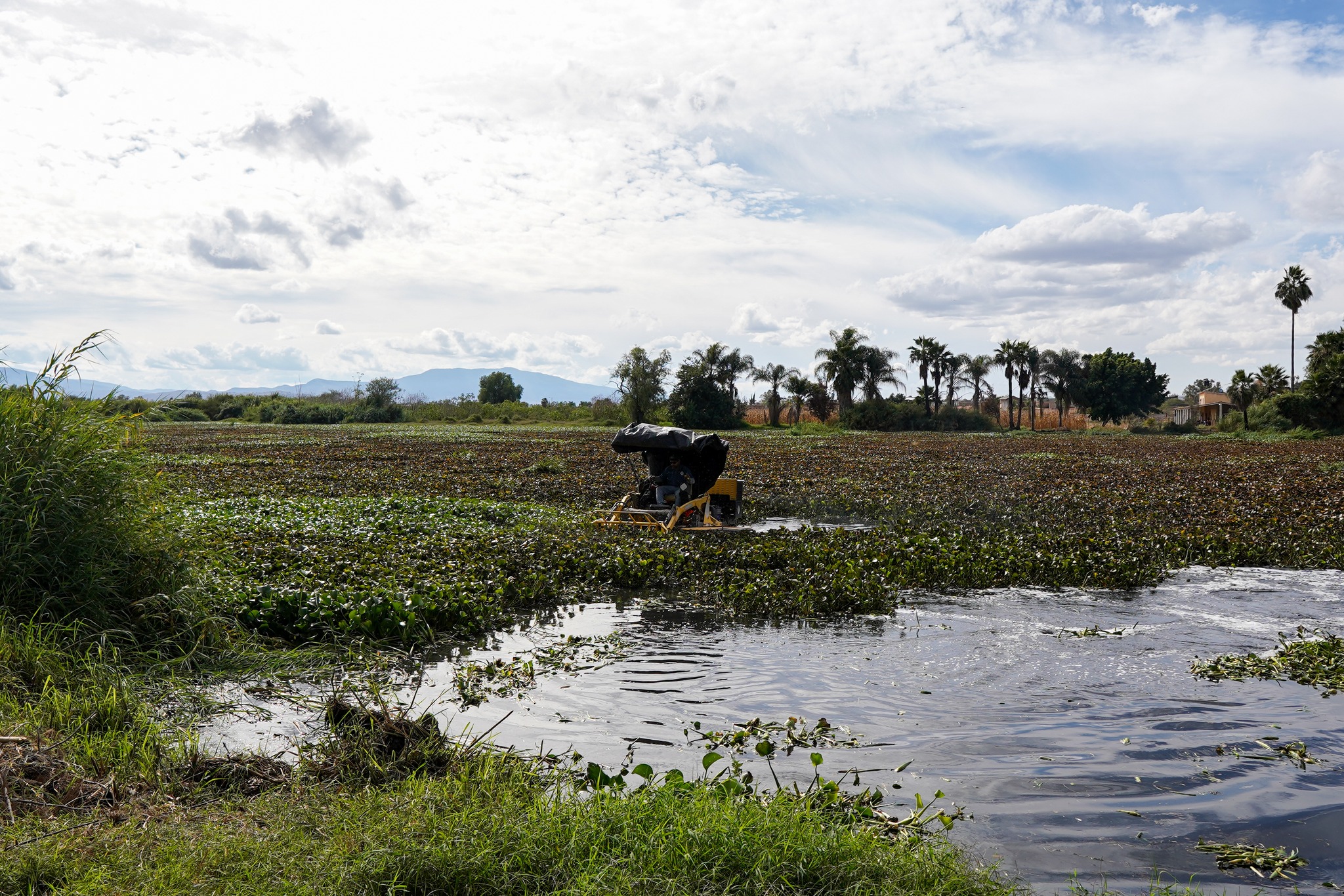 Lirio acuático: la planta invasora que pone en riesgo los ecosistemas acuáticos