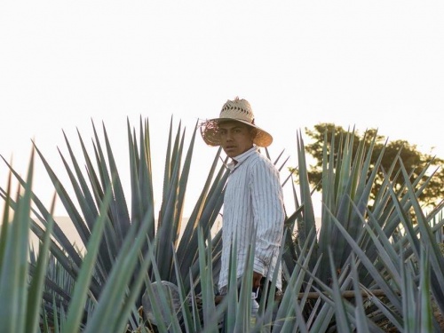 Mezcal o tequila: ¿cuál es la diferencia?