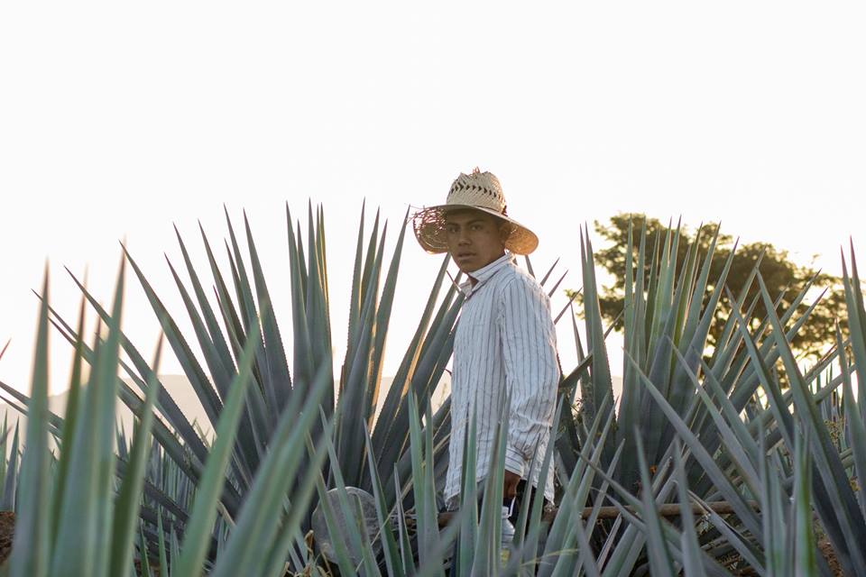 Mezcal o tequila: ¿cuál es la diferencia?