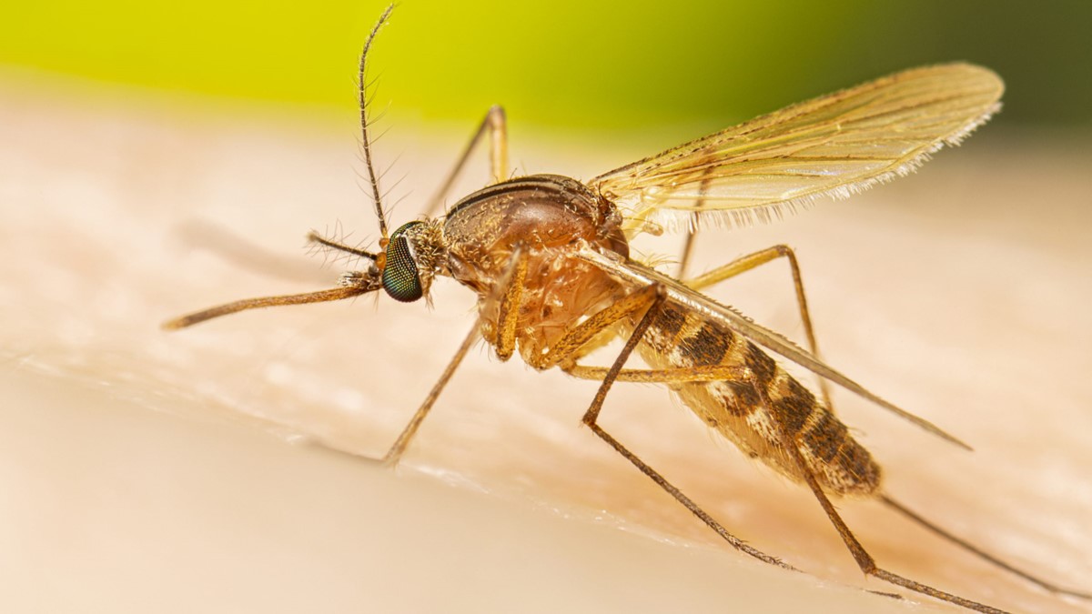 Mosquito Culex: el vecino incómodo que domina las noches en El Salto y Juanacatlán