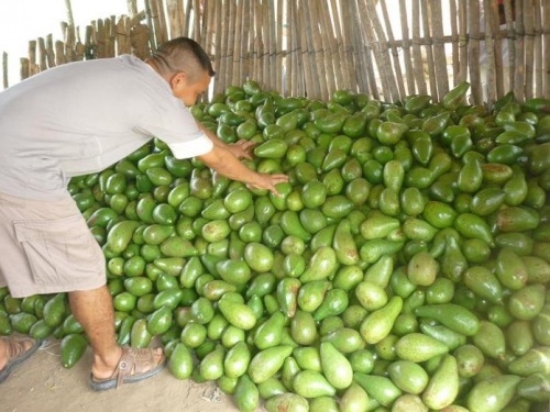 Multiplica Jalisco superficie aguacatera