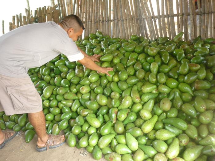 Multiplica Jalisco superficie aguacatera