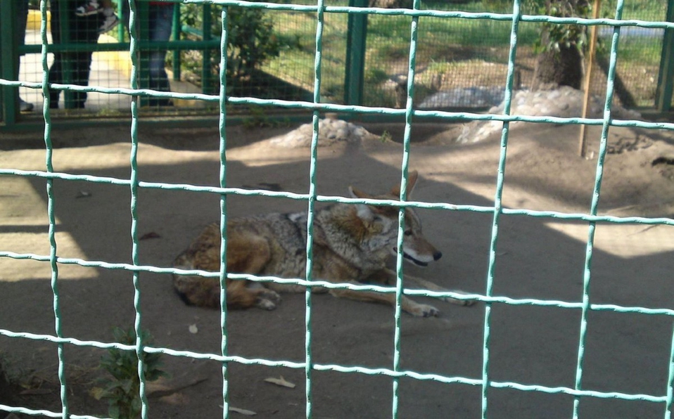 Oriundo de Zapotlanejo niño mordido por lobo en Neza