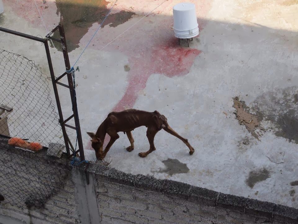 Proponen cárcel para quien maltrate animales