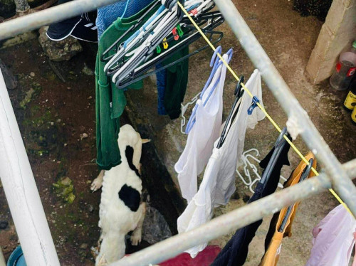Rescatan a “Flaco”, un perrito en situación de desnutrición y abandono en El Salto