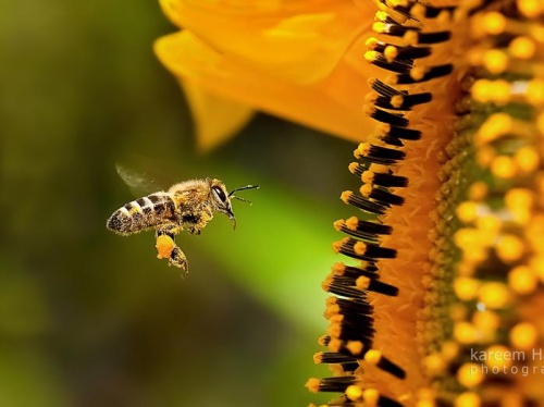 Sin insectos se acabarían gran parte de la flora y la fauna: