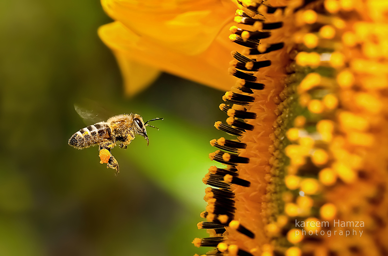 Sin insectos se acabarían gran parte de la flora y la fauna: