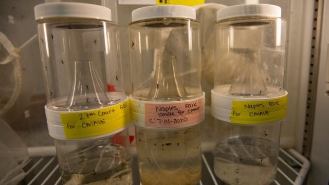 Zancudos modificados para reducir zika y dengue