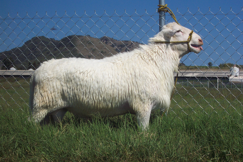 Zapotlanejo realiza primera expo ganadera de ovinos con raza