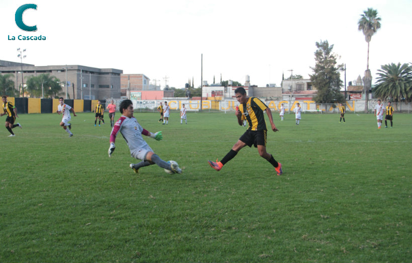 ¿Qué les pasó, Gorilas? 